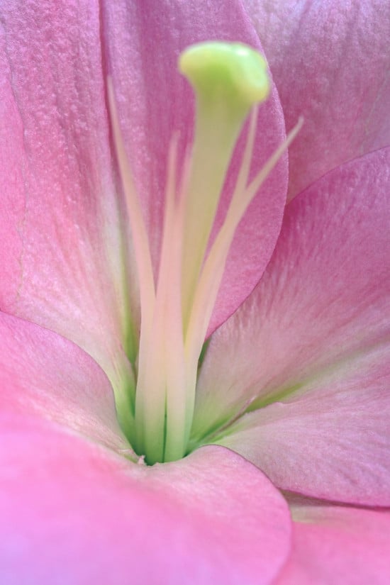 Blütenkelch als Bild für die Klitoris beim Orgasmus